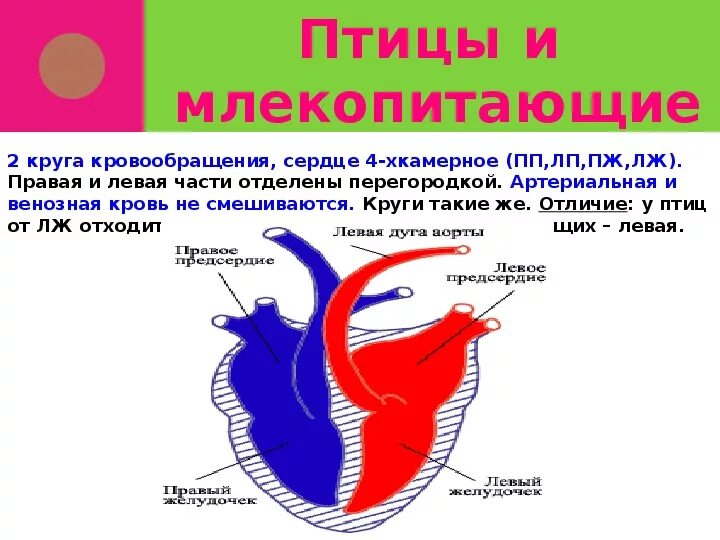 Почему кровь не смешивается. Малый круг кровообращения у птиц схема. Сердце млекопитающих. Транспорт веществ у птиц. Круги кровообращения млекопитающих.