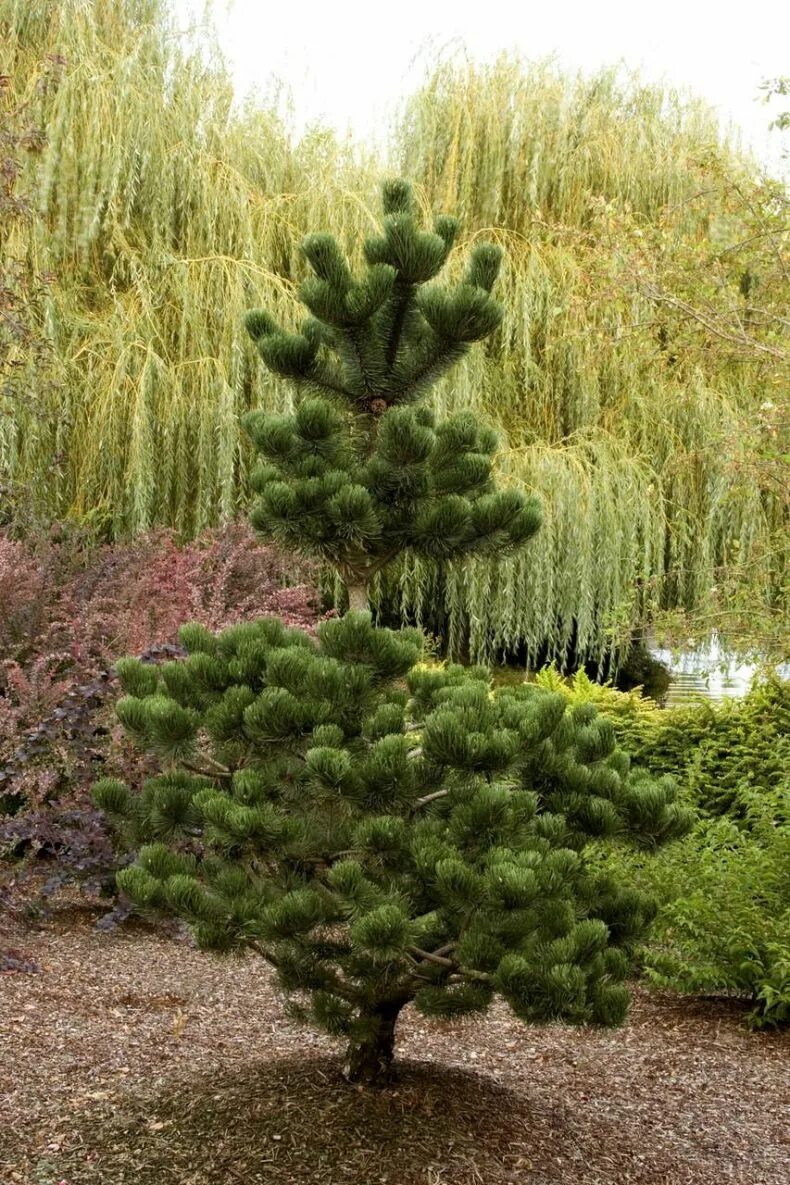 Хвойные таксон. Сосна Pinus nigra. Сосна Горная Орегон Грин. Сосна черная (Pinus nigra). Сосна Нигра Орегон Грин.