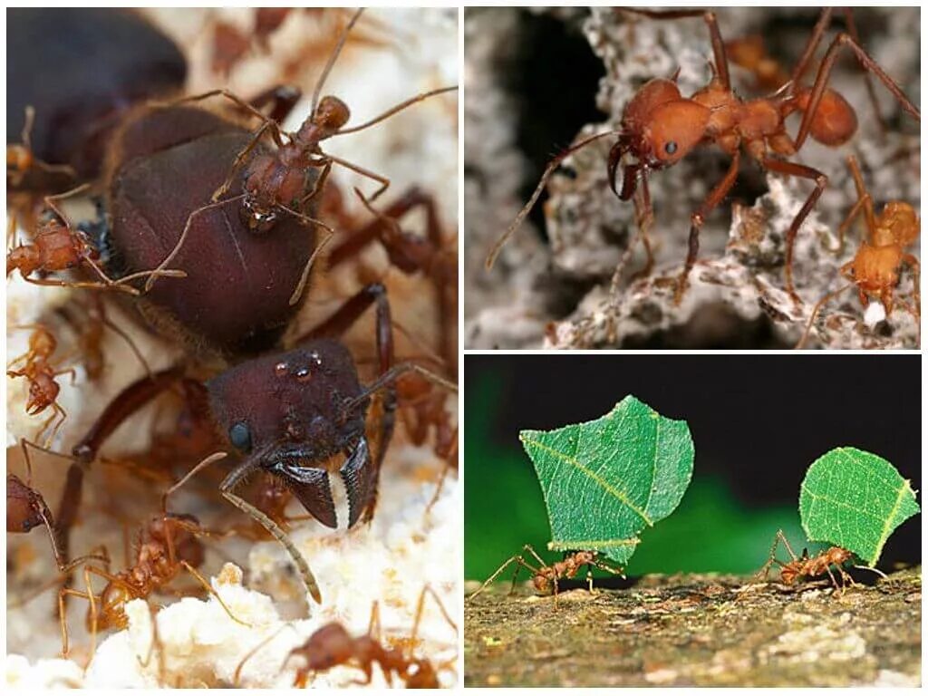 Муравьиный вид. Муравьи листорезы Королева. Матка муравьёв листорезов. Муравей листорез матка. Матка муравья атта.