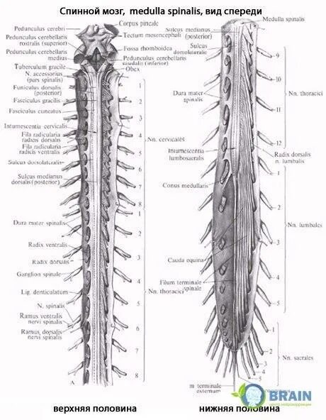 Спинной мозг анатомия строение Синельников. Строение спинного мозга вид сбоку. Строение спинного мозга анатомия латинский. Шейное утолщение спинного мозга. Нервная система латынь