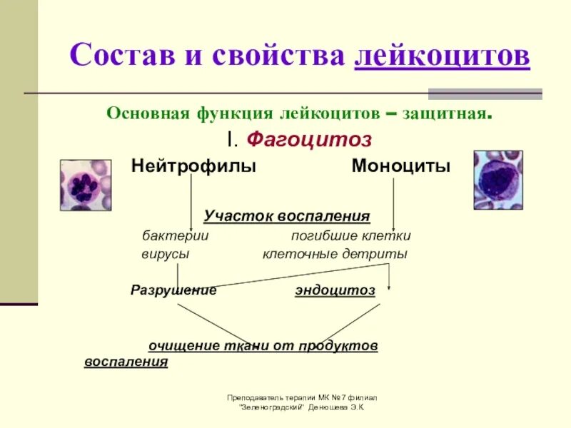 1 функции лейкоцитов. Лейкоциты состав и строение. Лейкоциты строение и функции. Состав лейкоцитов схема. Состав строение функция лейкоцитов.