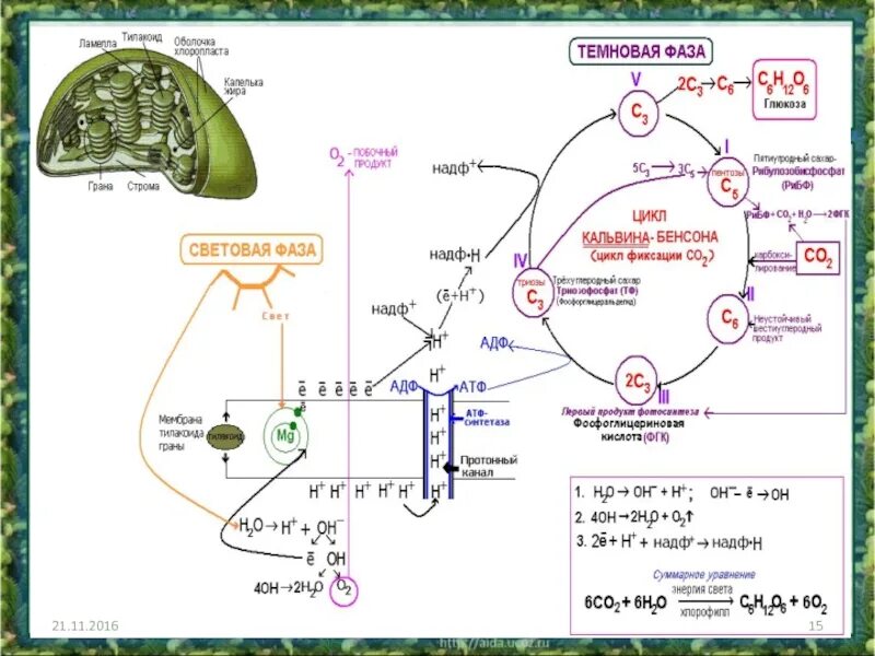 Цикл кальвина в хлоропластах. Схема световой фазы фотосинтеза 10 класс. Световая фаза фотосинтеза 9 класс биология. Фотосинтез световая и темновая фазы 10 класс. Схема фотосинтеза ЕГЭ биология.