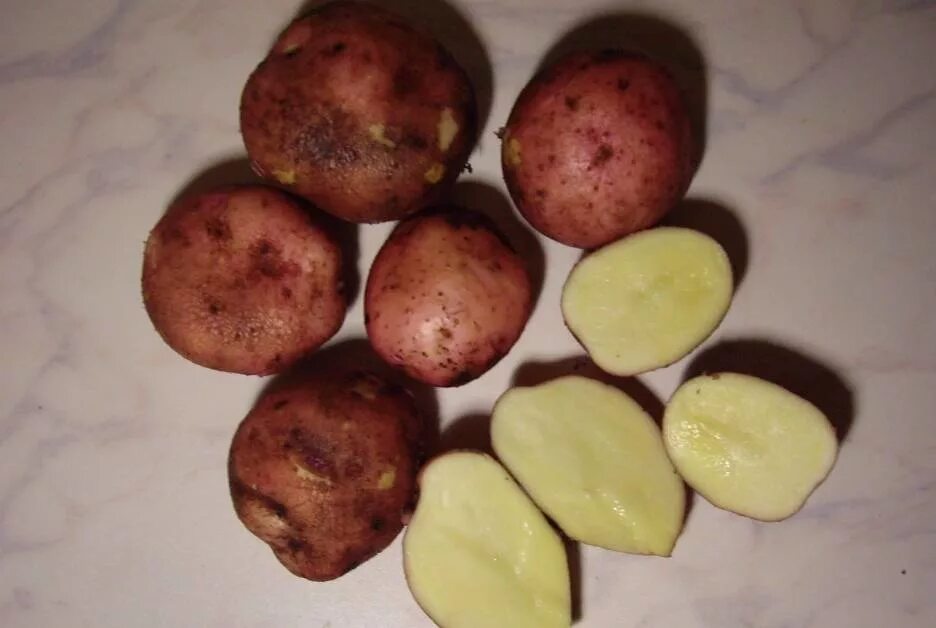 Картофель какая среда. Сорт картофеля Журавинка. Сорт картошки Журавинка. Картофель Рябинушка. Сорт картофеля Рябинушка.