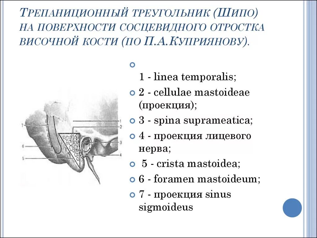 Топографическая анатомия сосцевидной области, треугольник шипо. Сосцевидный отросток височной кости треугольник шипо. Сосцевидный отросток треугольник шипо. Строение сосцевидного отростка топографическая анатомия. Утолщение слизистой сосцевидного отростка