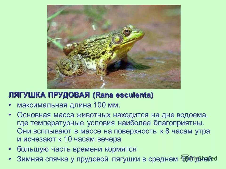 Сообщение на тему лягушки. Озерная лягушка среда обитания. лягушка прудовая красная книга. лягушка класс земноводные. описание лягушки.