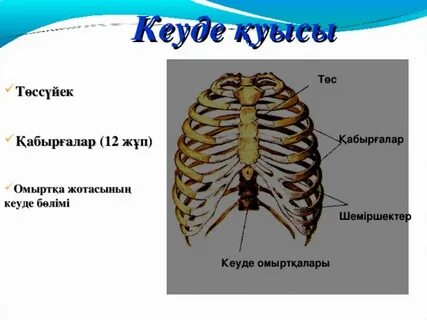 Кештегі жапондық порно