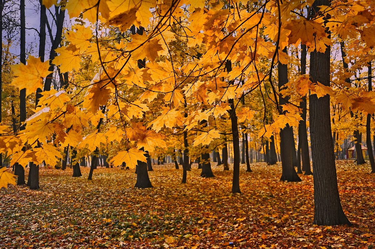 осенний клен. золотая листва. золотая осень листья. листья золотые. солнечная осень.
