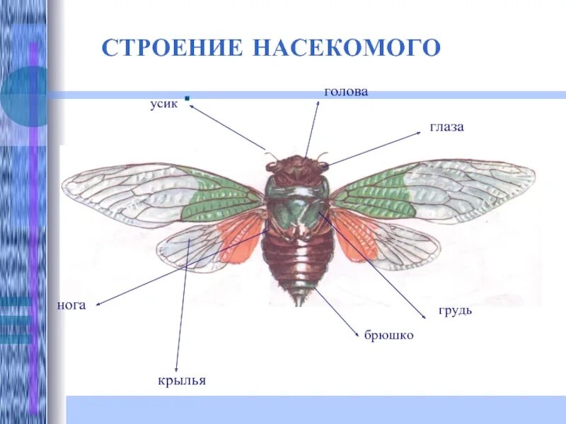 Какие части насекомого изображены. Схема строения насекомого. Внешнее строение насекомого схема. Строение насекомых для детей. Строение тела насекомых для дошкольников.