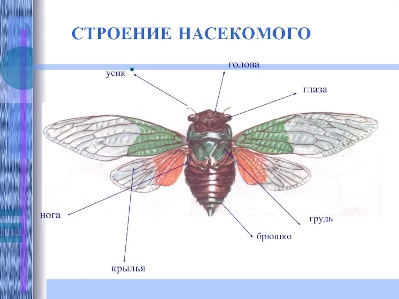Строение тела класс насекомые. Строение насекомого схема. строение насекомых для детей. строение тела насекомых. наружное строение насекомых схема.