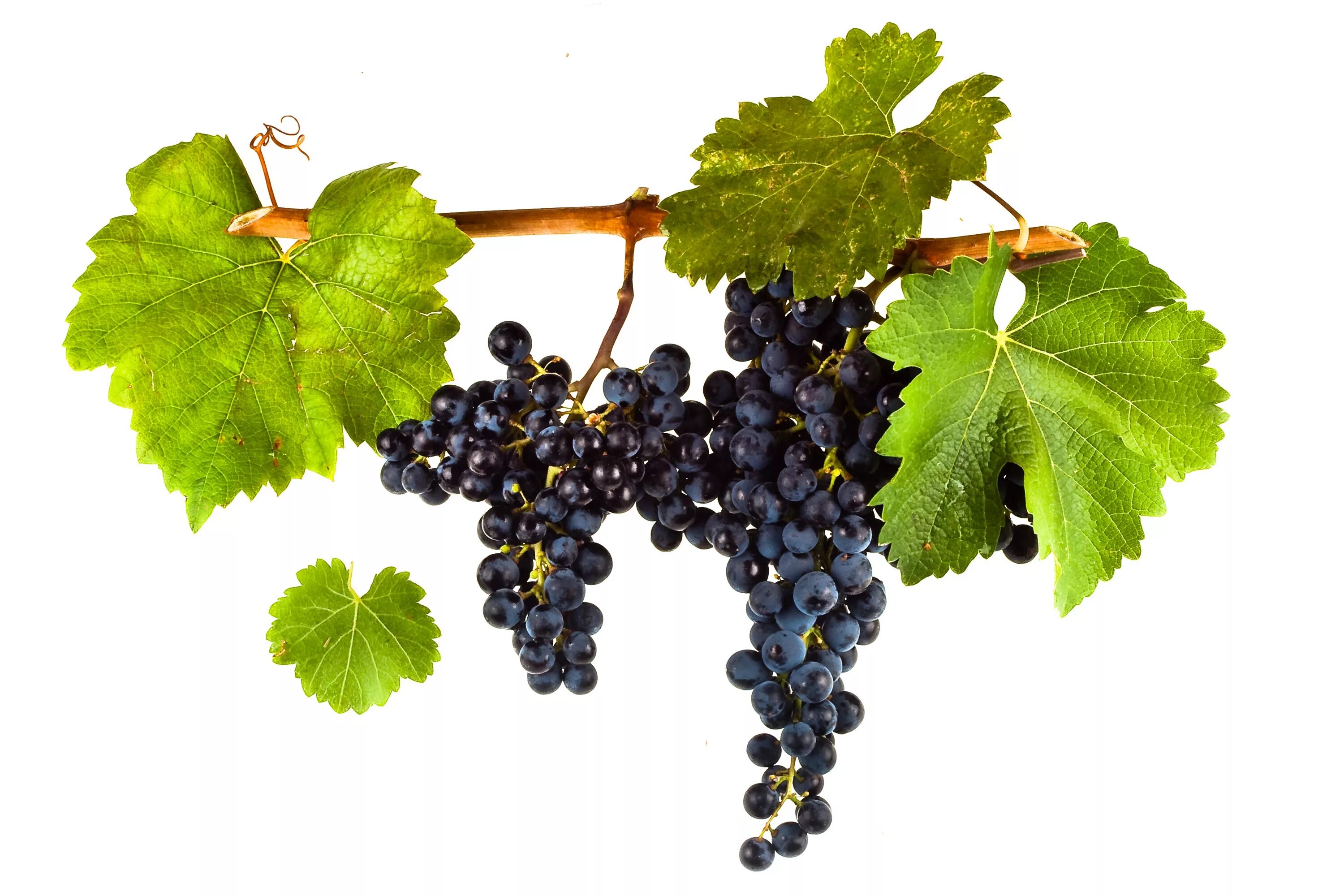 Branch of grape vine stock image. Image of summer, grape - 43045667