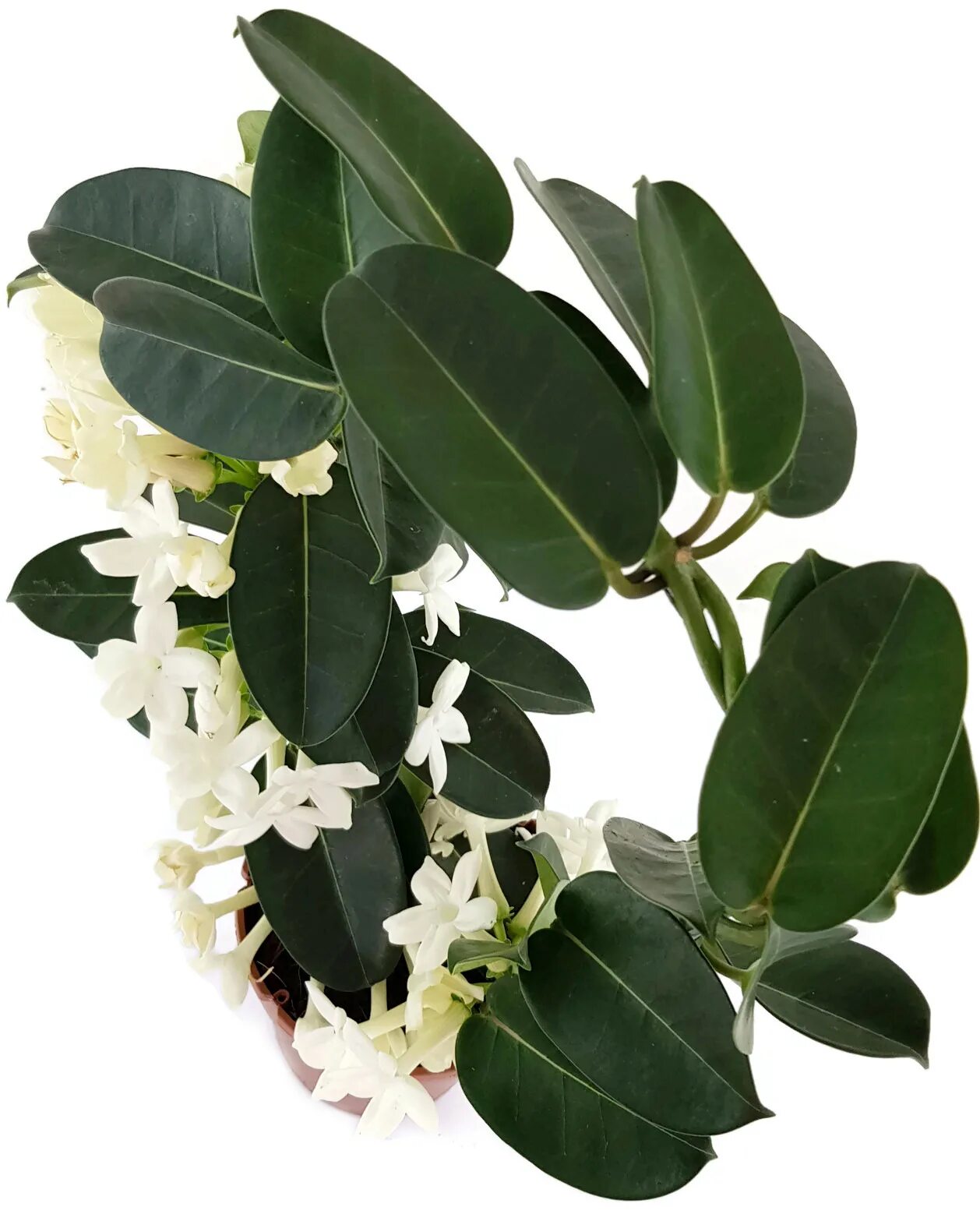 Стефанотис floribunda. Стефанотис флорибунда белый. Стефанотис floribunda 7-8 BL.. Стефанотис stephanotis