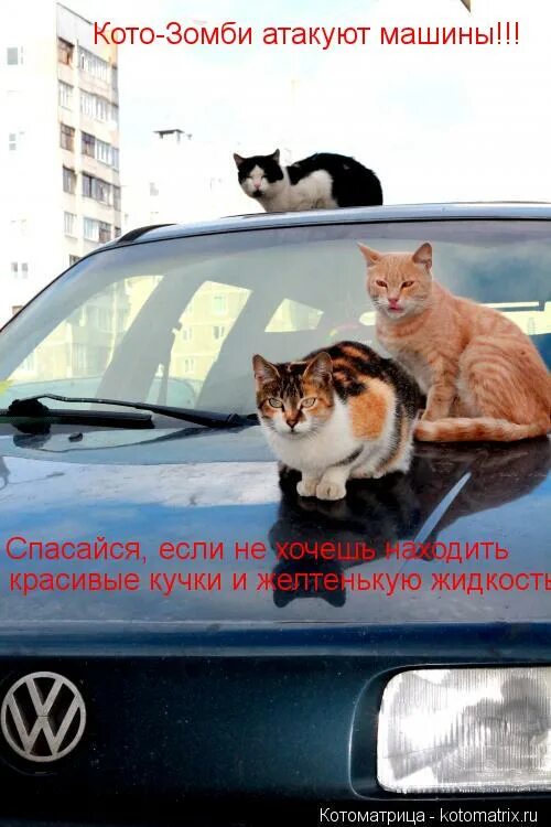 кот в машине. обои кошки. кот в машине. смешной кот в машине. кот на тачке.