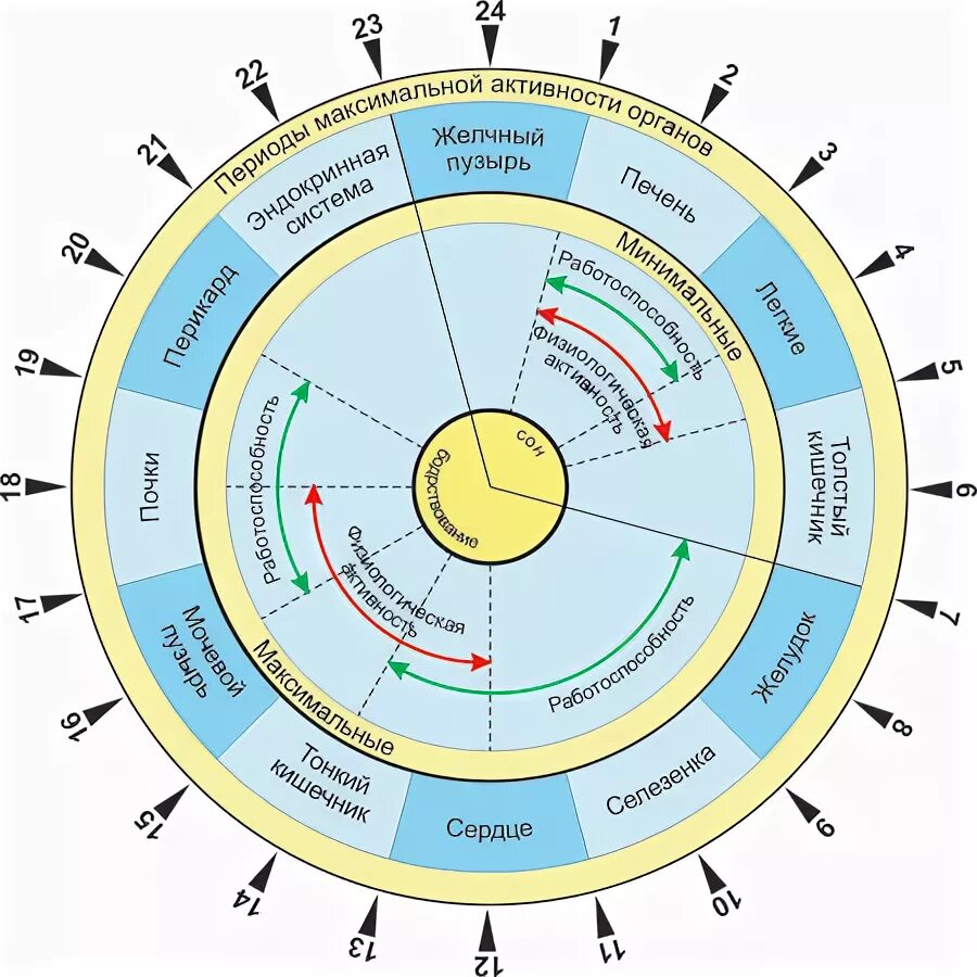 Суточные биоритмы человека по часам схема. Годовые циклы активности внутренних органов человека. Циркадные ритмы человека по часам схема. Биоритмы органов человека по часам.