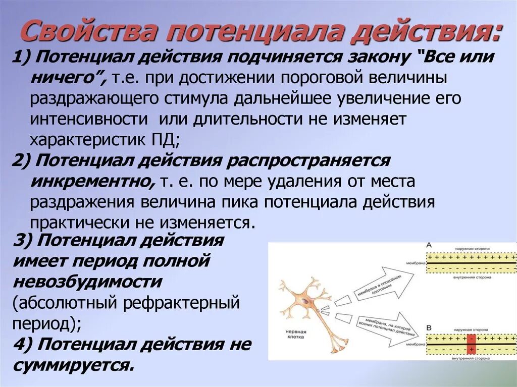 Свойства потенциала действия физиология. Характеристика потенциала действия. Свойствапотенципла действия. Параметры потенциала действия. Скорость нервных реакций