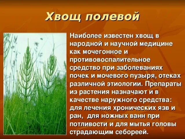 Хвощ полевой среда обитания. Хвощ полевой это сапротроф. Хвощ полевой лекарственное растение. Настой травы хвоща полевого. Хвощ полевой инструкция по применению лечебные свойства