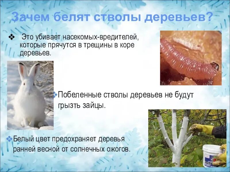 Почему деревья белые. Зачем белят стволы деревьев. зачем весной белят стволы деревьев. почему белят деревья. зачем белят деревья известью.