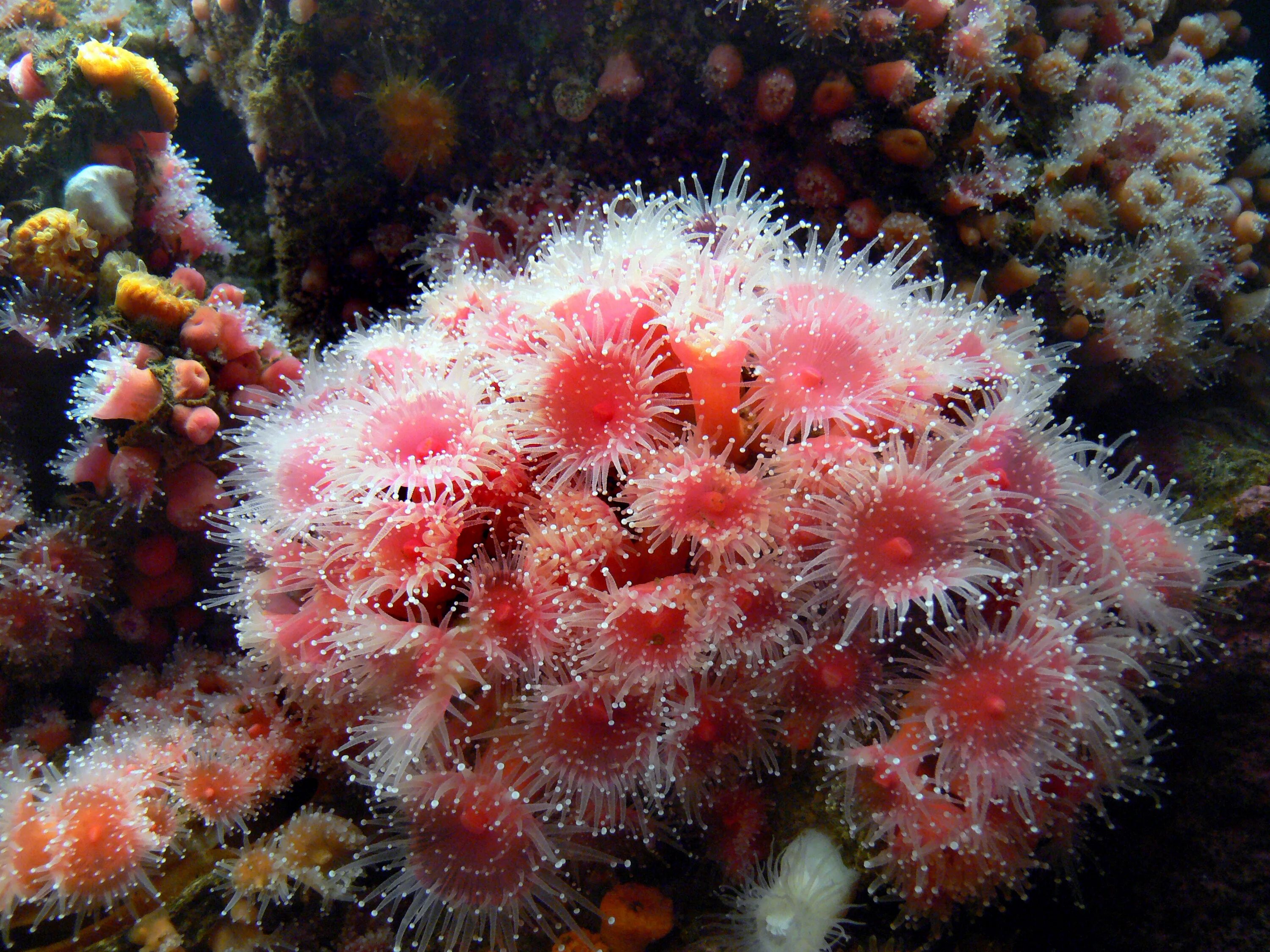 Тибетский морской цветок. Колониальные коралловые полипы. Коралл актиния. Актинии Барьерный риф.