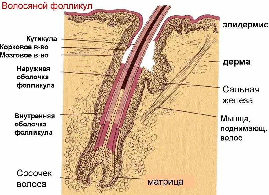 Строение волосяного фолликула. Строение корня волоса человека. Строение стержня волоса. Строение волоса анатомия.