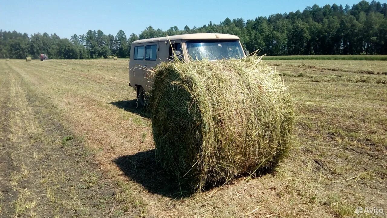 Сено эспарцет. Эспарцет в тюках. Эспарцет трава в тюках. Эспарцет в рулонах.