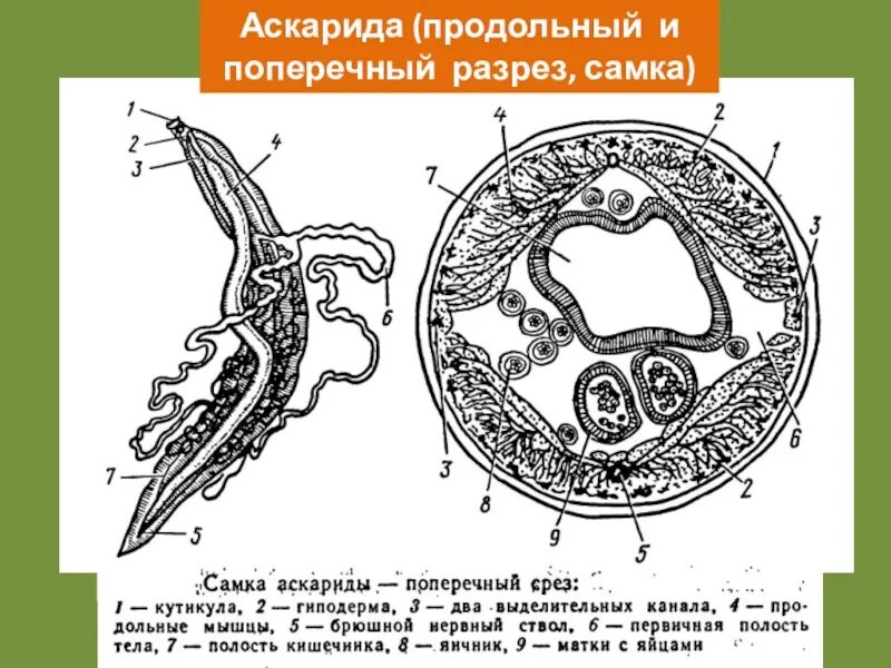 Поперечный и продольный срез. Поперечный срез аскариды человеческой. Схема поперечного разреза аскариды. Поперечный срез свиной аскариды. Поперечный срез самки аскариды.