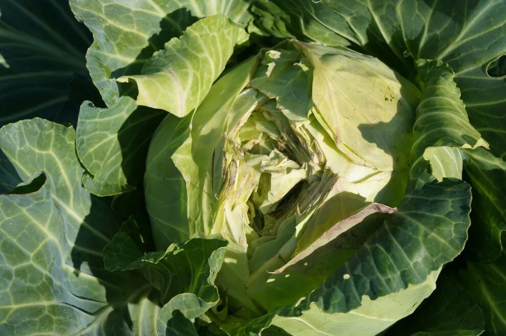 Фузариоз капусты белокочанной. Юкки пекинская капуста. Капуста на грядке. Дикая капуста полевая кочанчики. Белая гниль (склеротиниоз) капусты.