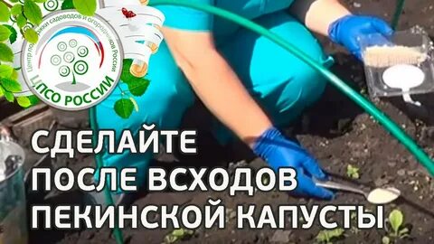 Можно ли сажать пекинскую капусту в июле