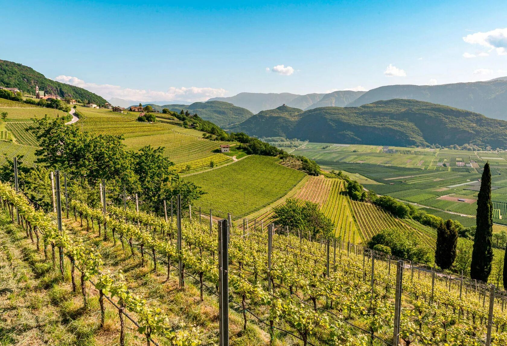 Виноград на склоне. Кахетия грузия виноградники. Шпалера для винограда. Склон виноград. Виноградник на склоне.