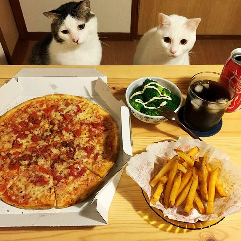 Смешные коты с едой. Котейка с едой. Кошка и пицца. Еда для кошек. Все ест не наедается а попьет