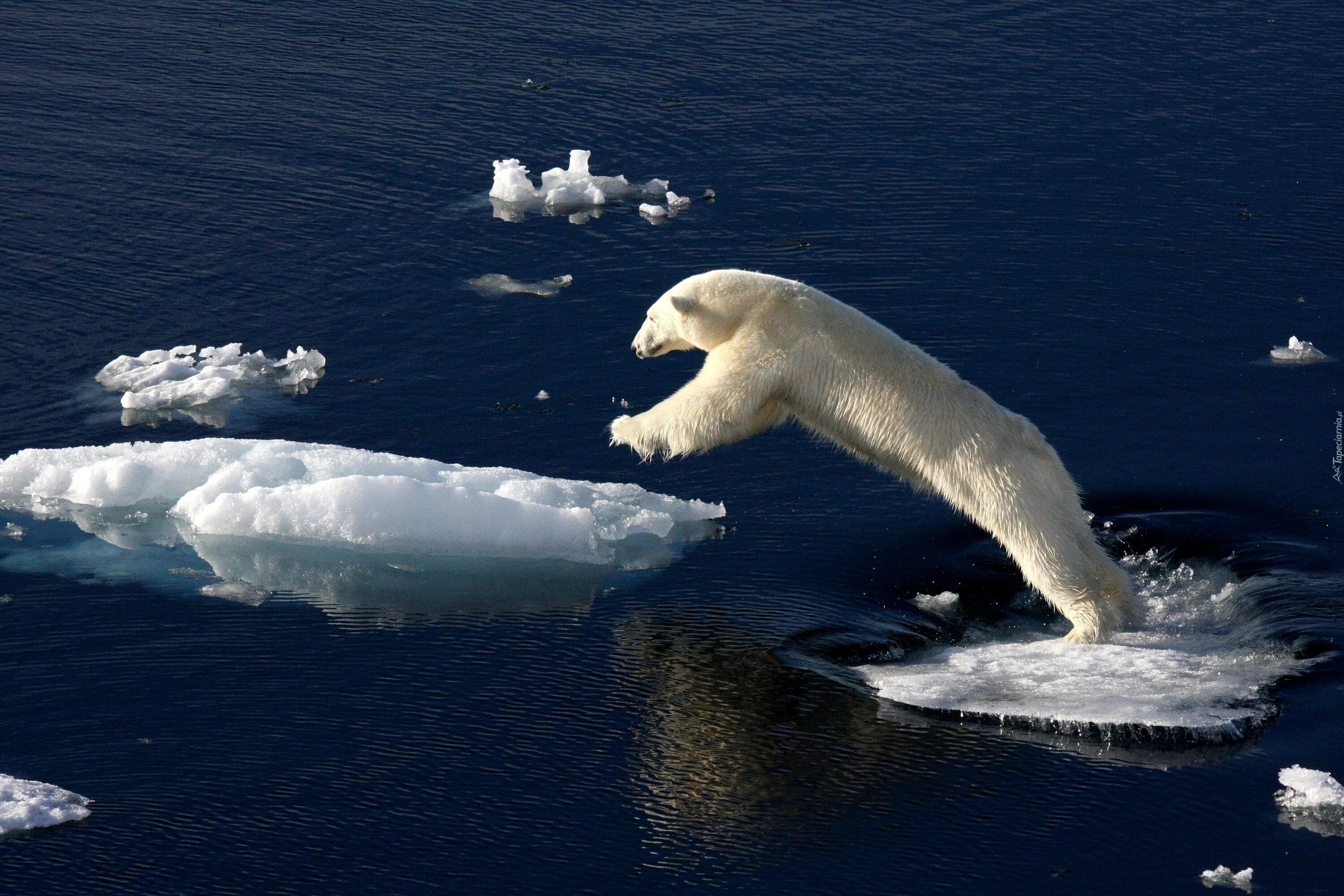 Белый медведь Ледовитый океан. Северный Ледовитый океан белый медведь. Животные Северного Ледовитого океана. Остров Белуха в Карском море.
