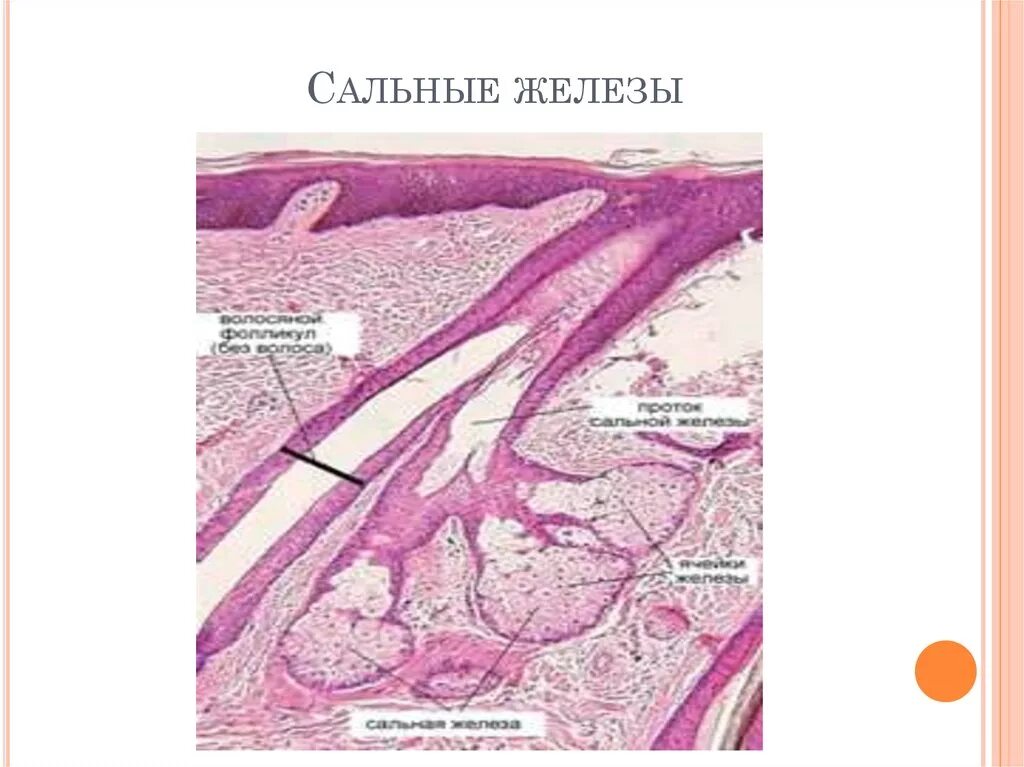 4 функция сальных желез. Сальная железа препарат гистология. Строение сальных желез гистология. Сальные и потовые железы гистология. Потовая железа гистология препарат.