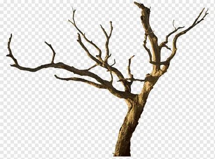 Empty branch