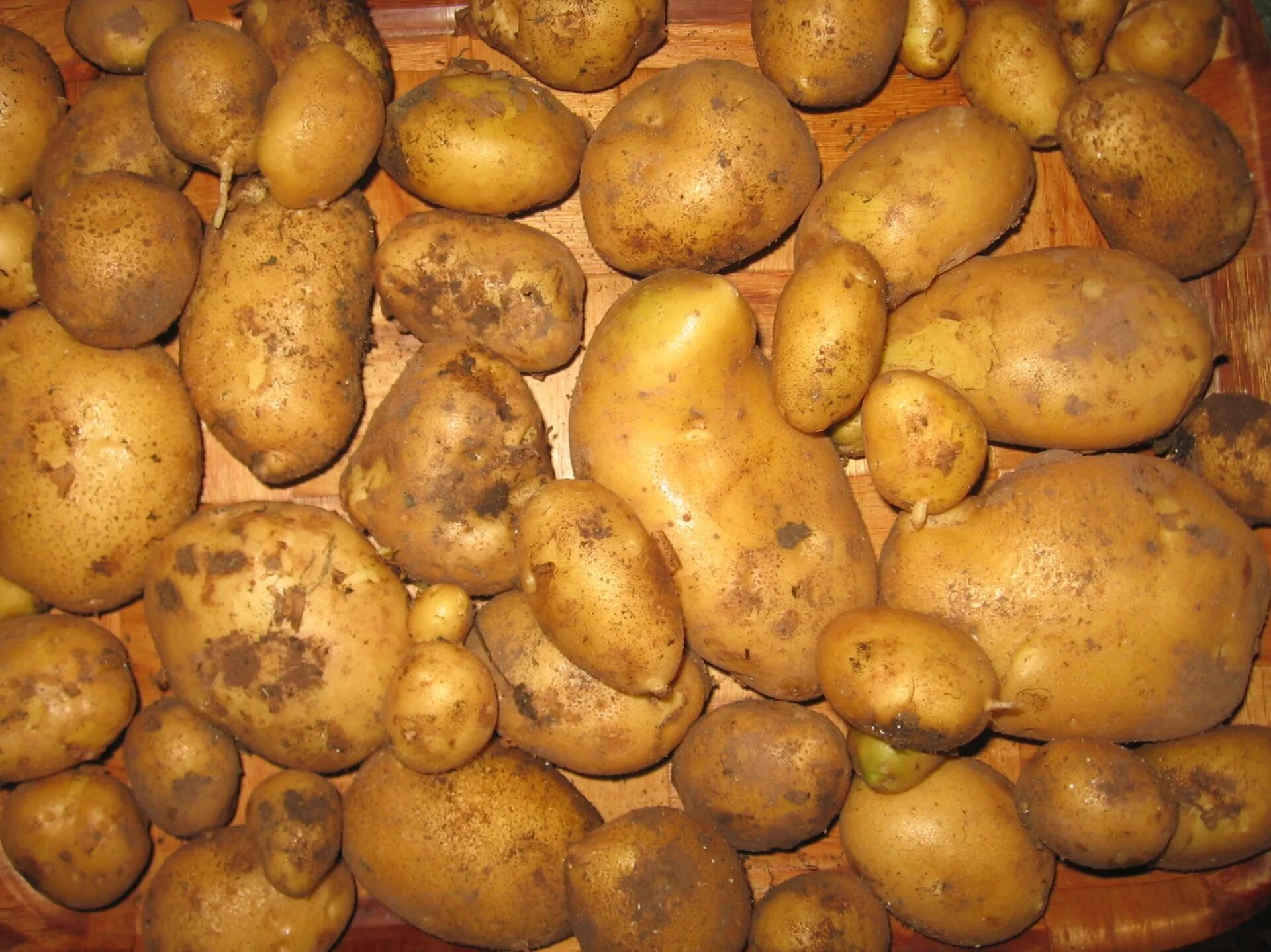 Картофель. Картофель мелкий кормовой. Картофель мелкий ~ 1кг. Сорт мелкой картошки.