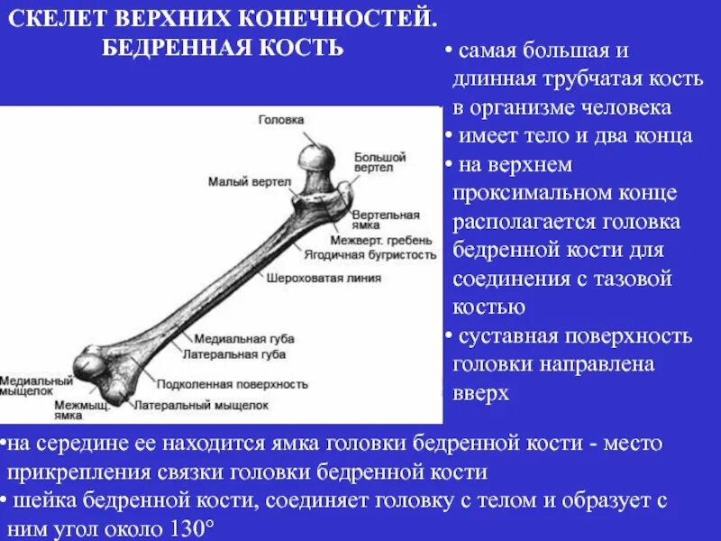 Длинная трубчатая кость. Длинные трубчатые кости конечностей. Самая большая кость в организме. Самая длинная трубчатая кость скелета — это:.