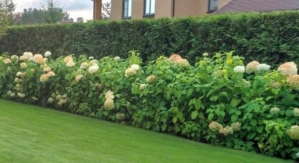 Limelight Hydrangea Hydrangea landscaping, Hydrangea garden, Limelight hydrangea