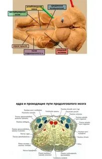 Ромбовидная ямка где