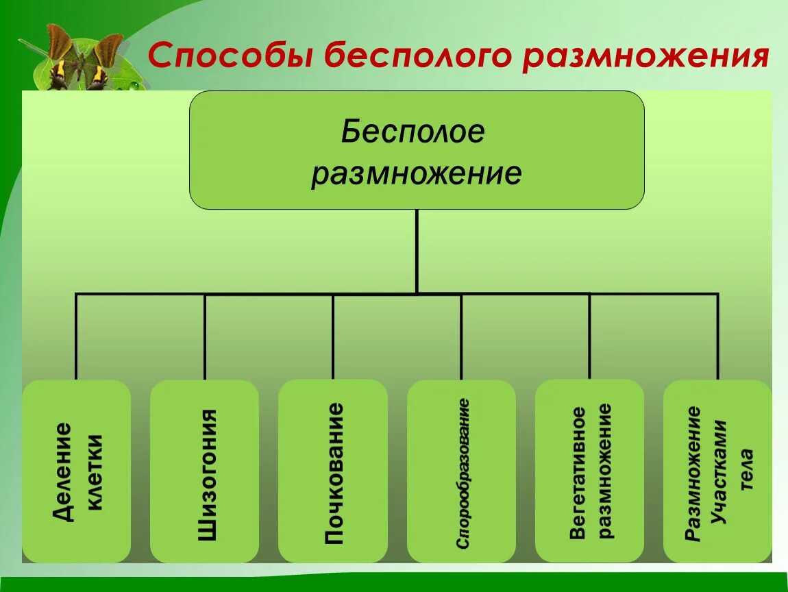 Выберите способы бесполого размножения