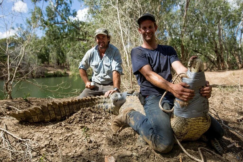 Ловля крокодилов. Передача про крокодилов. Передача про крокодилов с австралийцем.