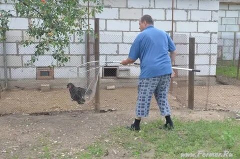 Ловить кур