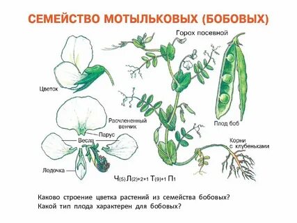 Семейство мотыльковые плод