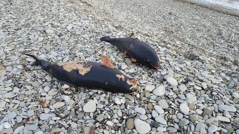 В анапе животное в море