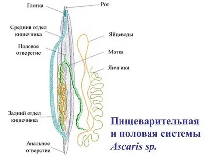 Половая система круглых