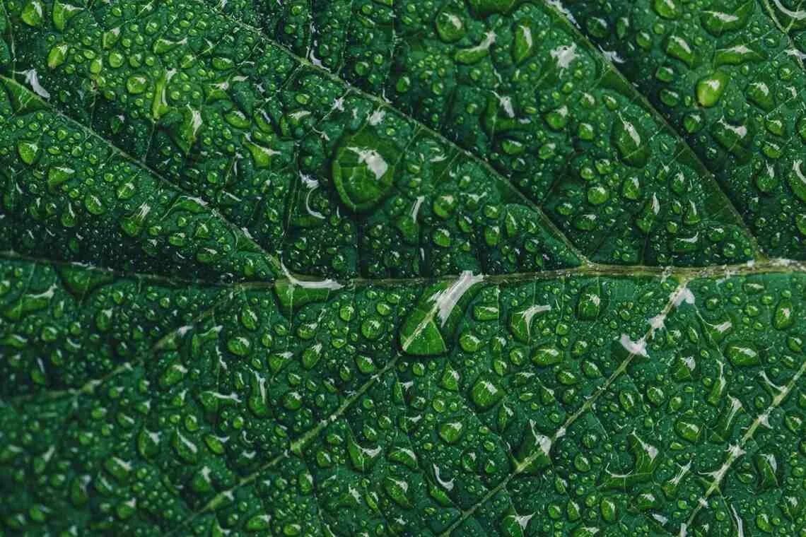 Листок фотосинтез. Зеленым цветом растения обязаны хлорофиллу данное. Осему растения зелёные. Хлорофилл зеленый лист. Зеленый лист.