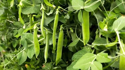 Pea plants