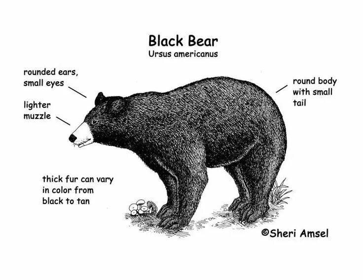 Under bear перевод. Диаграмма бурый медведь. Диаграмма про медведей. Барибал анатомия. Численность бурых медведей диаграмма.