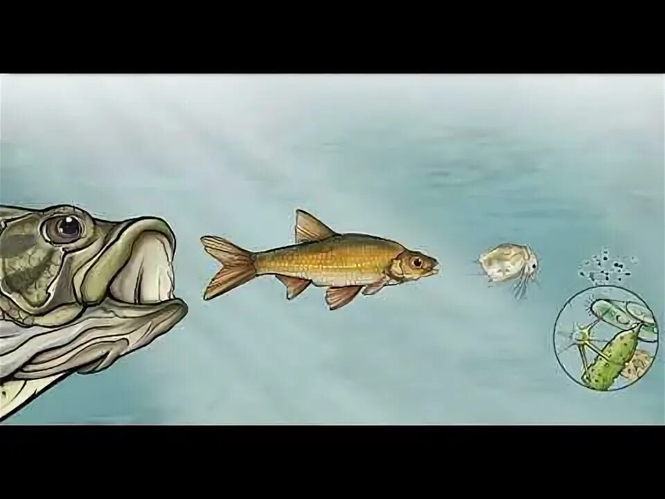 Водоросли мальки рыб окунь. Питание рыб. рыбы питающиеся фитопланктоном. рыбы в водорослях. кормление хищных рыб.