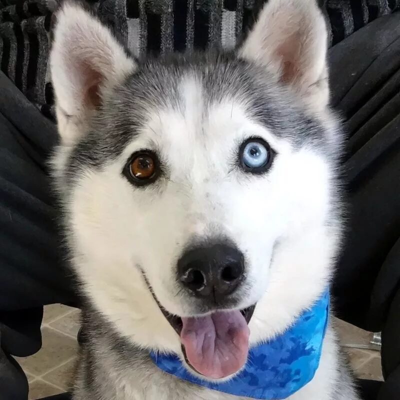 сибирский хаски. у какой собаки разные глаза. гетерохромия у собак хаски. хаски собака разноглазые. у какой собаки разные глаза.