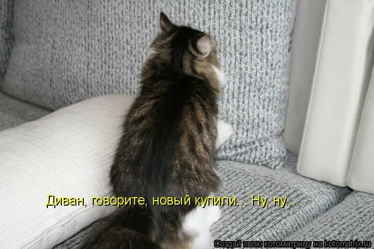 Я теперь чистенький. Сотрудники участка водоканала. Застраивающий чистенький. Застраивающий чистенький. Бедный котик.