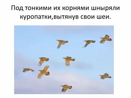 Воздух был наполнен тысячью разных птичьих свистов