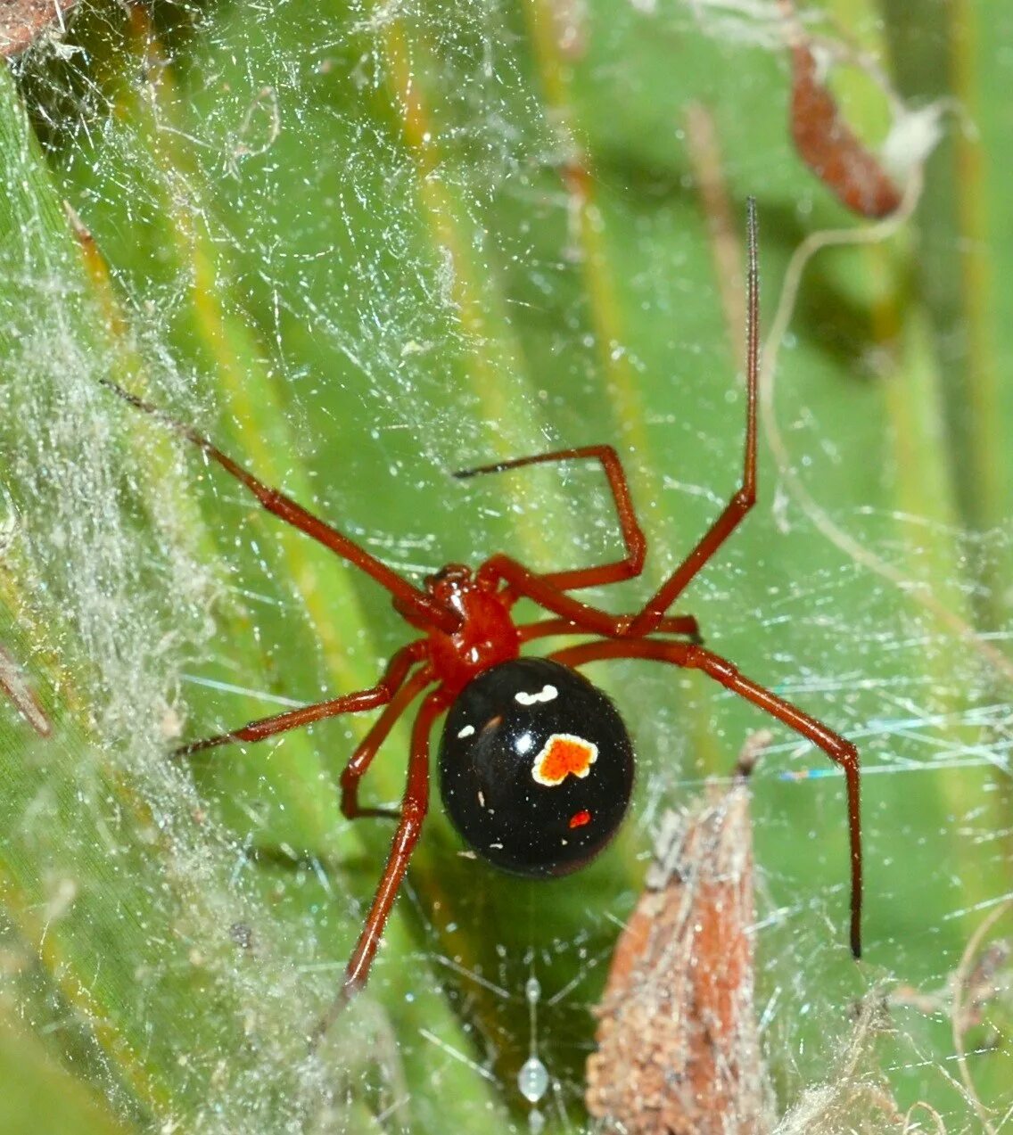 Красно черный паук ядовитый. Паук cheiracanthium punctorium. паутина каракурта. каракурт (latrodectus tredecimguttatus). крымский паук каракурт.