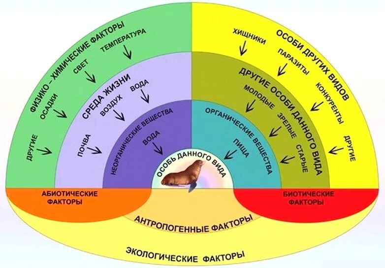 Взаимодействие экологических факторов. Взаимоотношения организма и среды. Взаимосвязь экологических факторов. Взаимосвязь организма и среды. Как называют компоненты окружающей среды влияющие